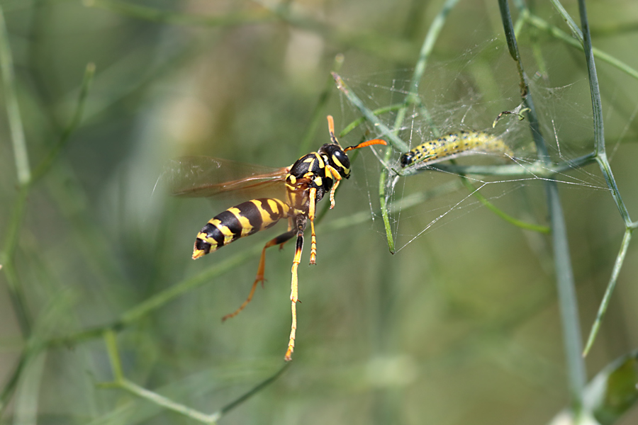 Polistes.........dominula !